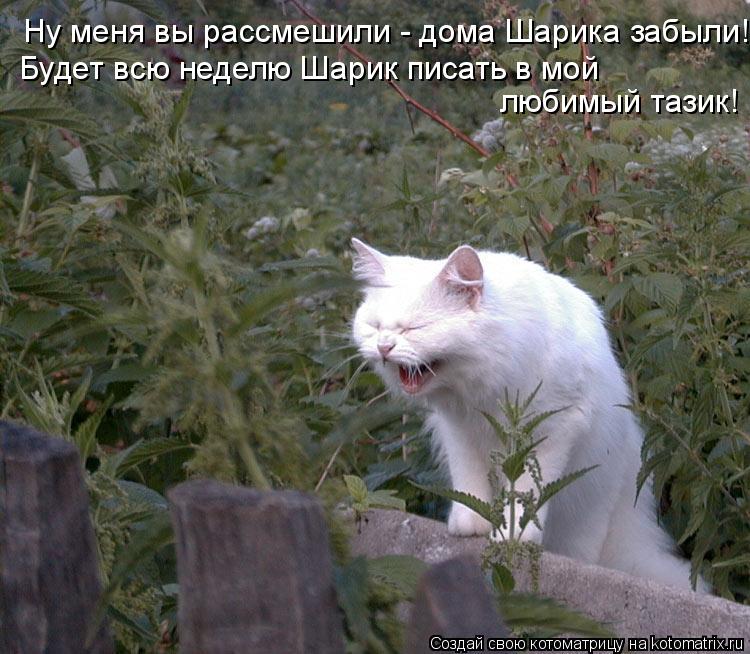 Котоматрица: Ну меня вы рассмешили - дома Шарика забыли! Будет всю неделю Шарик писать в мой  любимый тазик!
