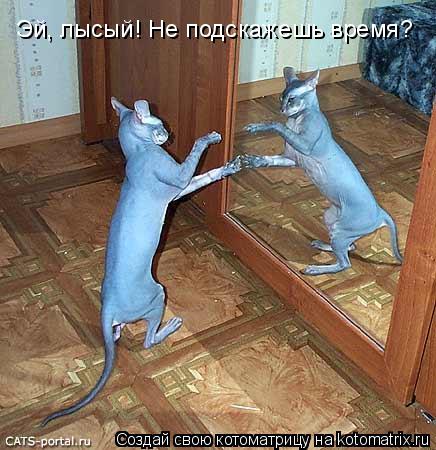 Котоматрица: Эй, лысый! Не подскажешь время?