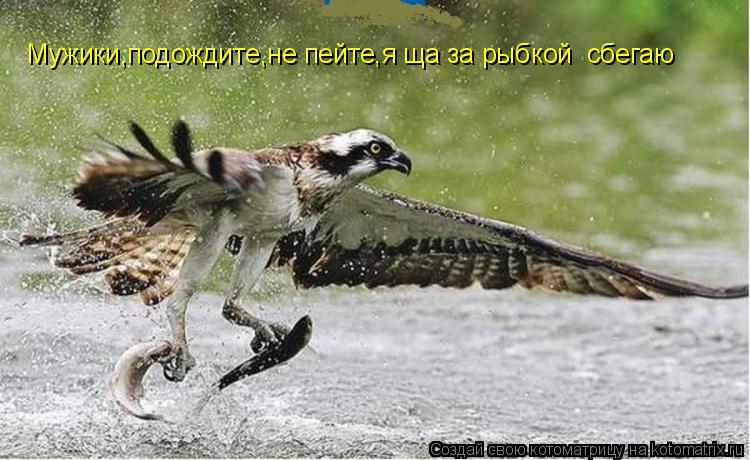 Котоматрица: Мужики,подождите,не пейте,я ща за рыбкой  сбегаю