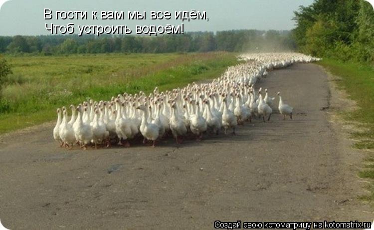 Котоматрица: В гости к вам мы все идём, Чтоб устроить водоём!