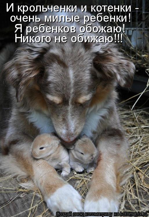 Котоматрица: И крольченки и котенки - очень милые ребенки! Я ребенков обожаю! Никого не обижаю!!!