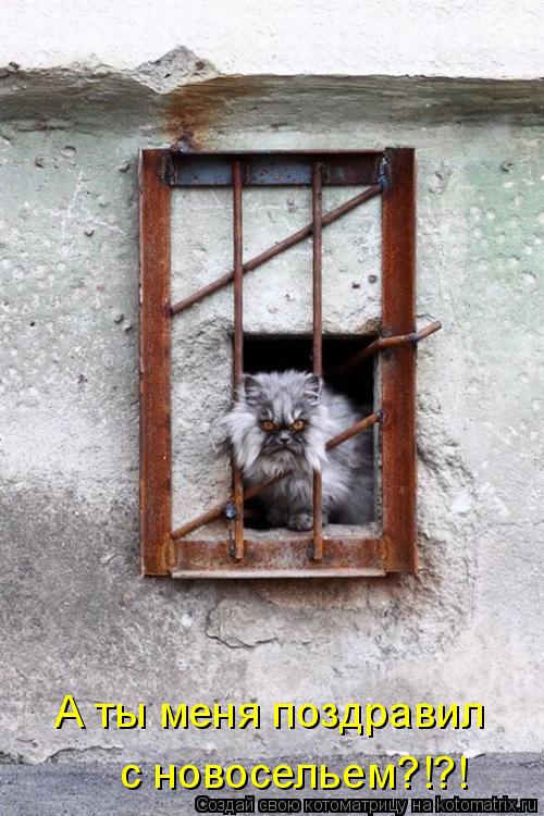 Котоматрица: А ты меня поздравил  с новосельем?!?!