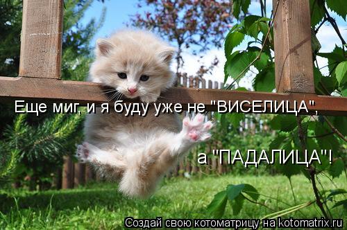а "ПАДАЛИЦА"! Еще миг, и я буду уже не "ВИСЕЛИЦА",... Котоматрица: а "ПАДАЛИЦА"! Еще миг, и я буду уже не "ВИСЕЛИЦА",