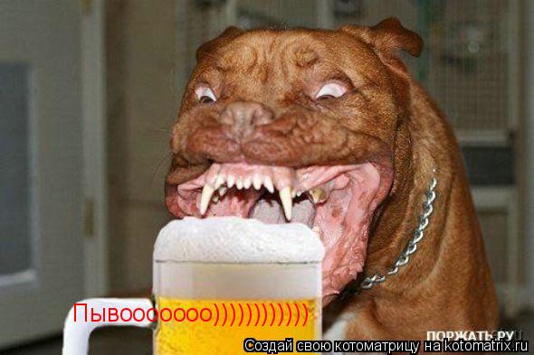 Котоматрица: Пывооооооо)))))))))))) Пывооооооо))))))))))))