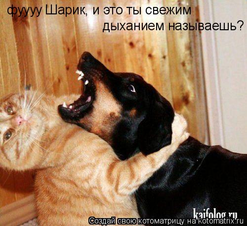 Котоматрица: фуууу Шарик, и это ты свежим  дыханием называешь?