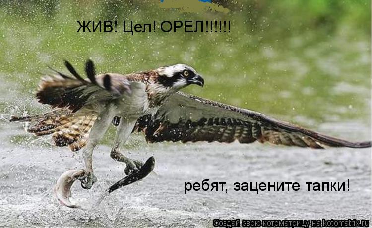 Котоматрица: ЖИВ! Цел! ОРЕЛ!!!!!! ребят, зацените тапки!