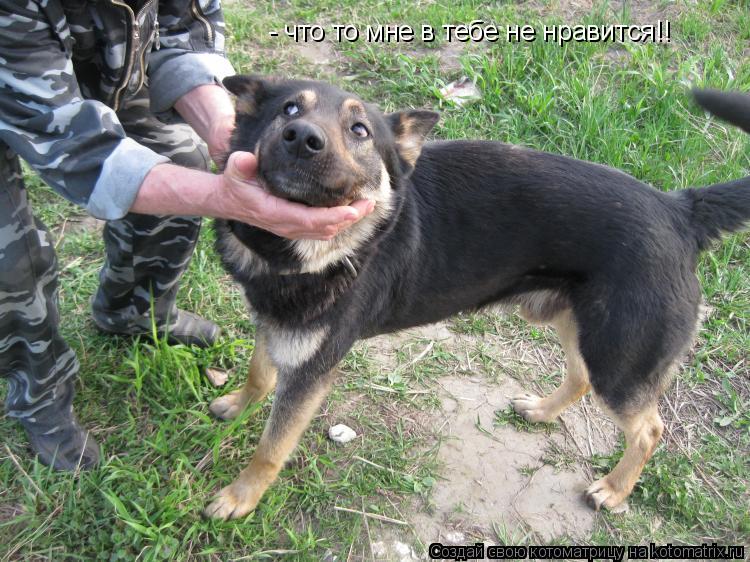 Котоматрица: - что то мне в тебе не нравится!!