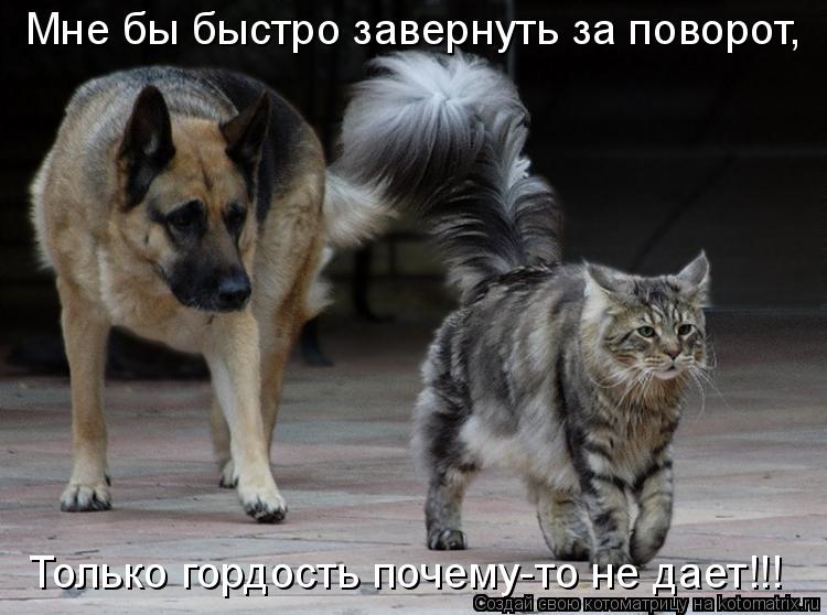 Котоматрица: Мне бы быстро завернуть за поворот, Только гордость почему-то не дает!!!