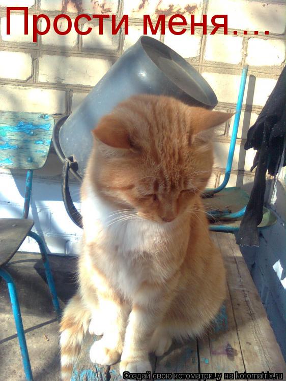 Котоматрица: Прости меня....