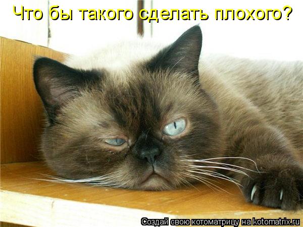 Котоматрица: Что бы такого сделать плохого?