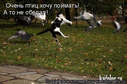 Очень птиц хочу поймать! А то не обедал!... Котоматрица: Очень птиц хочу поймать! А то не обедал!