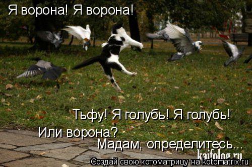 Котоматрица: Я ворона! Я ворона! Тьфу! Я голубь! Я голубь! Или ворона? Мадам, определитесь...