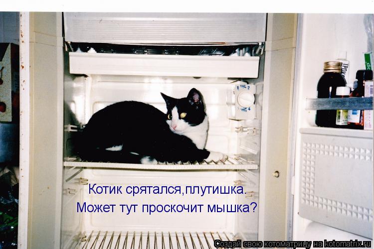 Котик срятался,плутишка. Может тут проскочит мышка?... Котоматрица: Котик срятался,плутишка. Может тут проскочит мышка?