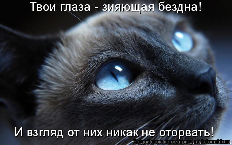 Котоматрица: Твои глаза - зияющая бездна! И взгляд от них никак не оторвать!
