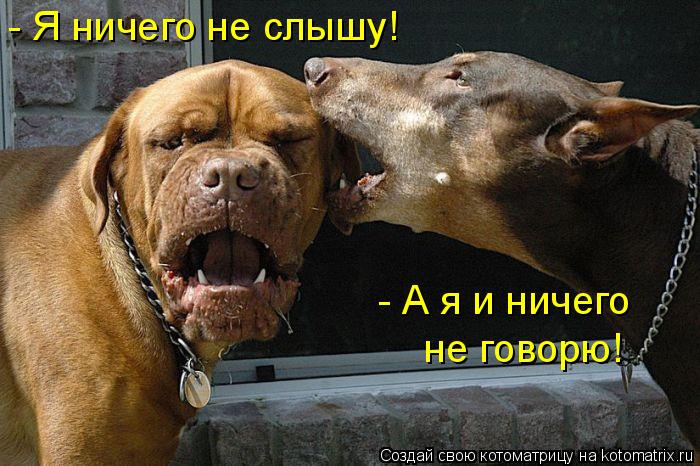 Котоматрица: - Я ничего не слышу! - А я и ничего  не говорю!