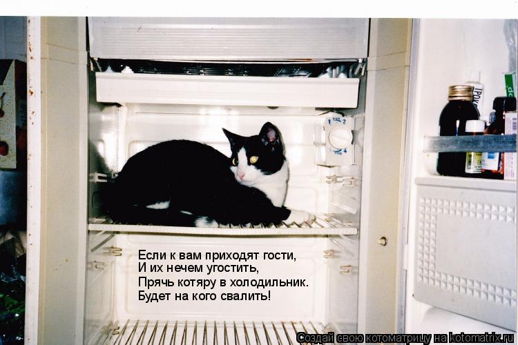 Прячь котяру в холодильник. Будет на кого свалить! И их нечем угостить, Если к вам приходят гости,... Котоматрица: Прячь котяру в холодильник. Будет на кого свалить! И их нечем угостить, Если к вам приходят гости,