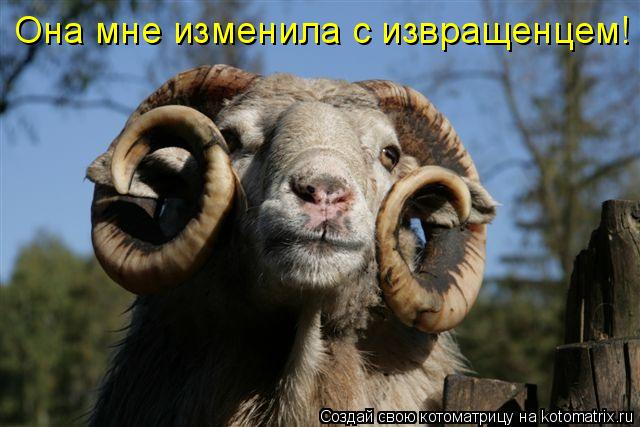 Котоматрица: Она мне изменила с извращенцем!