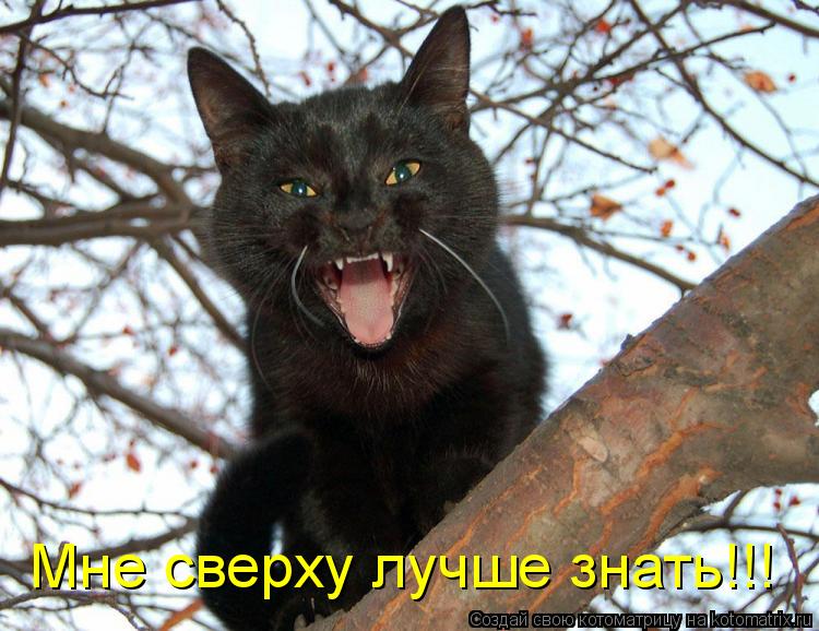 Котоматрица: Мне сверху лучше знать!!!