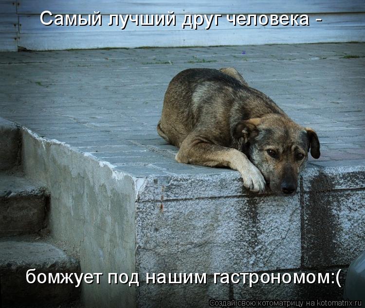 Котоматрица: бомжует под нашим гастрономом:( Самый лучший друг человека -