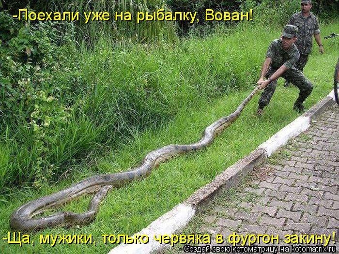 Котоматрица: -Поехали уже на рыбалку, Вован! -Ща, мужики, только червяка в фургон закину!