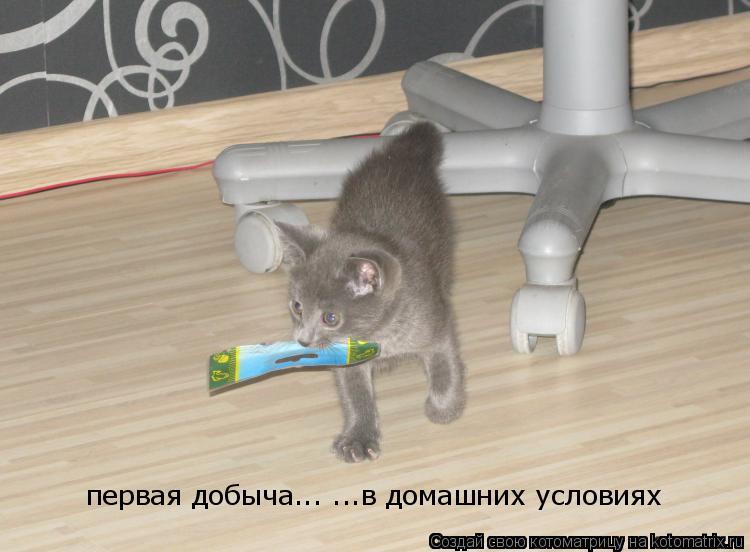 Котоматрица: первая добыча... ...в домашних условиях