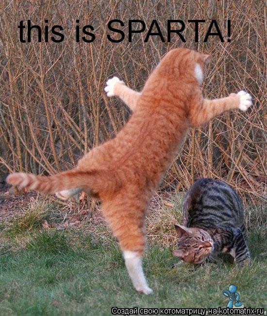 Котоматрица: this is SPARTA!