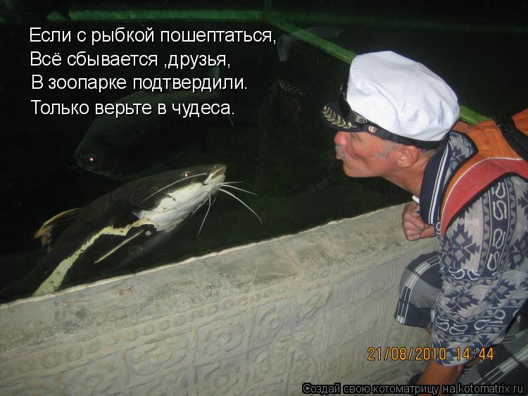 Котоматрица: Если с рыбкой пошептаться, Всё сбывается ,друзья, В зоопарке подтвердили. Только верьте в чудеса.