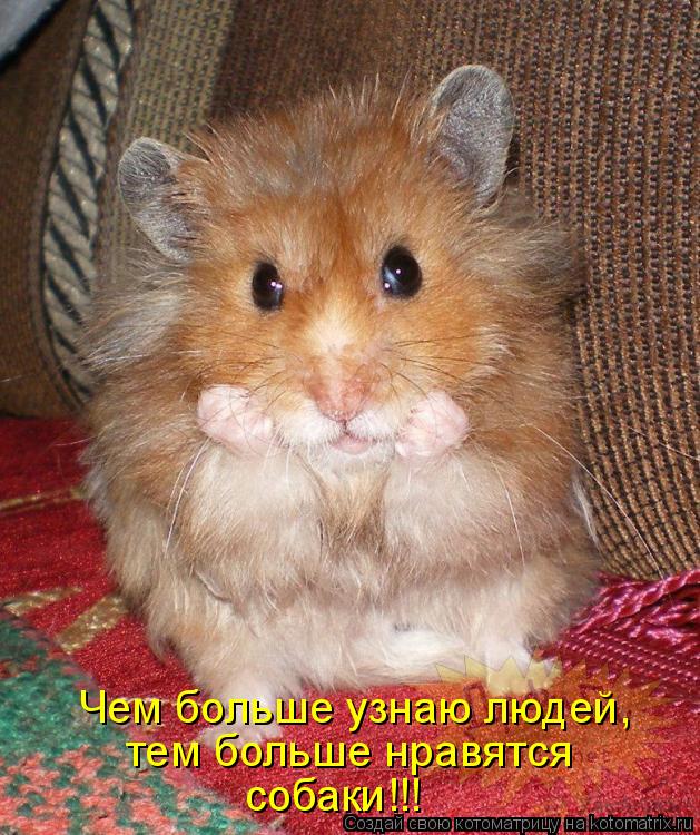 Котоматрица: Чем больше узнаю людей, тем больше нравятся собаки!!!