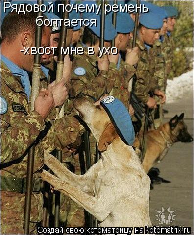 Котоматрица: Рядовой почему ремень болтается -хвост мне в ухо