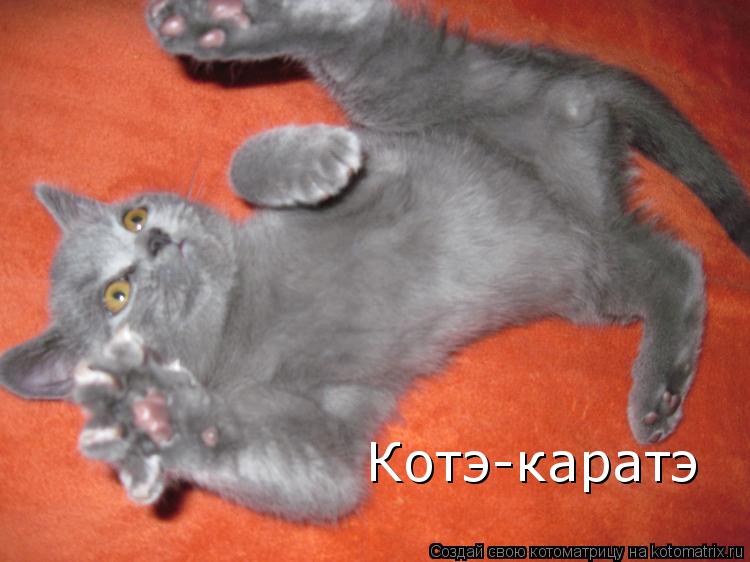 Котоматрица: Котэ-каратэ