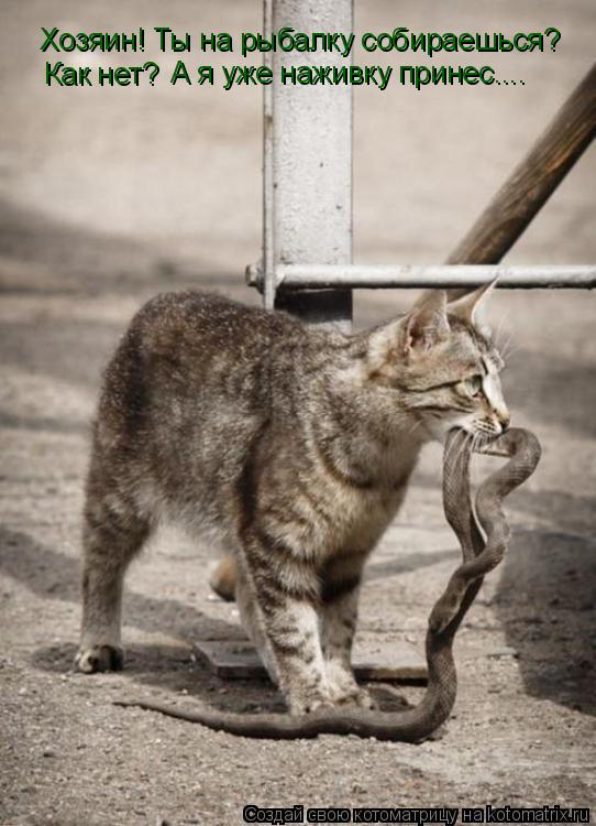 Котоматрица: Хозяин! Ты на рыбалку собираешься? Как нет? А я уже наживку принес....