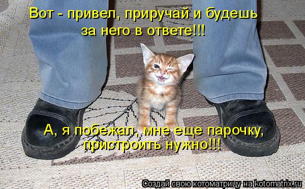 Котоматрица: Вот - привел, приручай и будешь за него в ответе!!! А, я побежал, мне еще парочку, пристроить нужно!!!