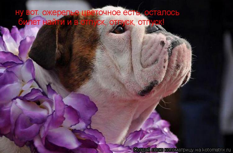 Котоматрица: ну вот. ожерелье цветочное есть, осталось билет найти и в отпуск, отпуск, отпуск!