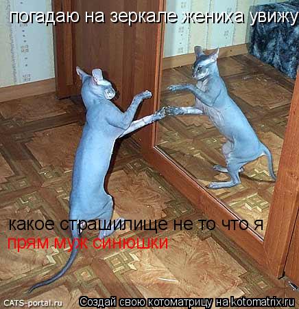 Котоматрица: погадаю на зеркале жениха увижу  какое страшилище не то что я  прям муж синюшки
