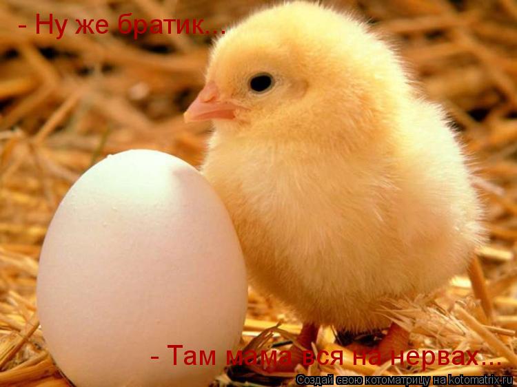 Котоматрица: - Ну же братик... - Там мама вся на нервах...