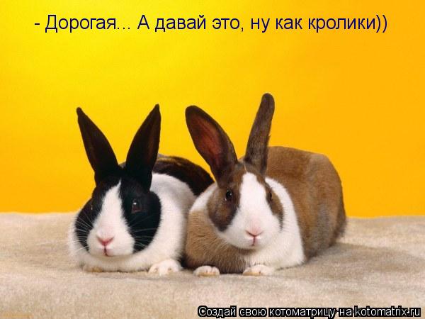 - Дорогая... А давай это, ну как кролики))... Котоматрица: - Дорогая... А давай это, ну как кролики))