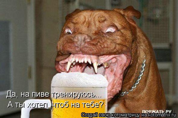 Да, на пиве тренируюсь... А ты хотел, чтоб на тебе?... Котоматрица: Да, на пиве тренируюсь... А ты хотел, чтоб на тебе?
