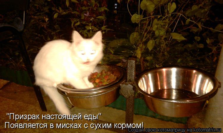 "Призрак настоящей еды" Появляется в мисках с сухим кормом!... Котоматрица: "Призрак настоящей еды" Появляется в мисках с сухим кормом!