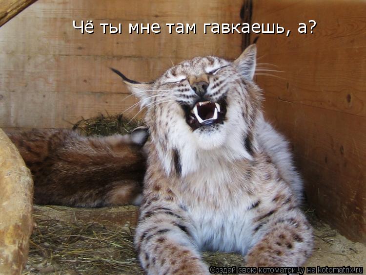 Чё ты мне там гавкаешь, а?... Котоматрица: Чё ты мне там гавкаешь, а?
