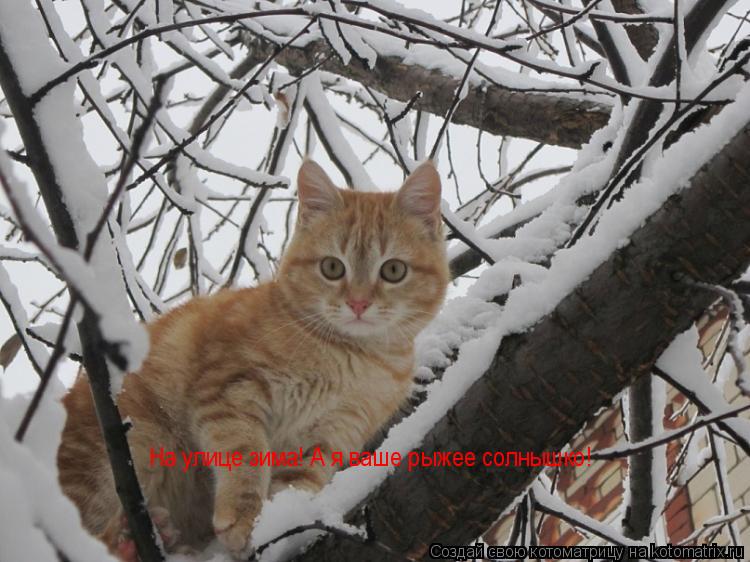 На улице зима! А я ваше рыжее солнышко!... Котоматрица: На улице зима! А я ваше рыжее солнышко!