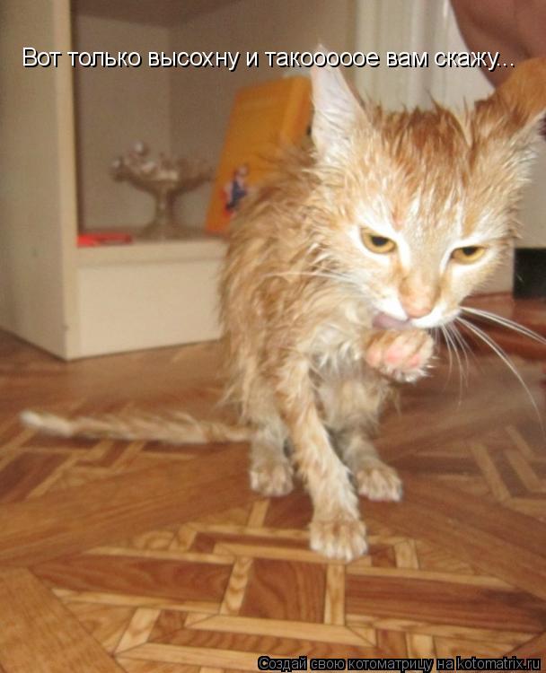 Вот только высохну и такооооое вам скажу...... Котоматрица: Вот только высохну и такооооое вам скажу...