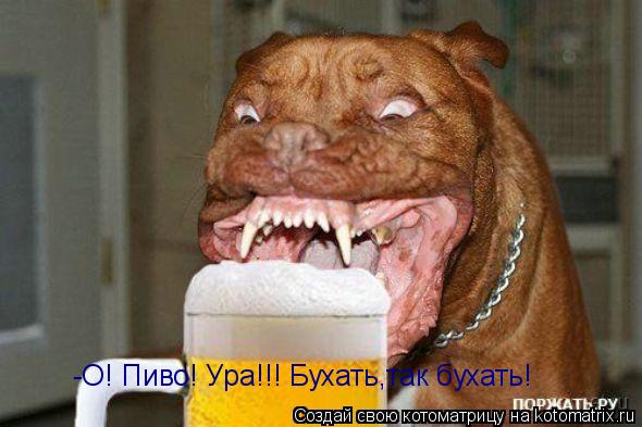 -О! Пиво! Ура!!! Бухать,так бухать!... Котоматрица: -О! Пиво! Ура!!! Бухать,так бухать!