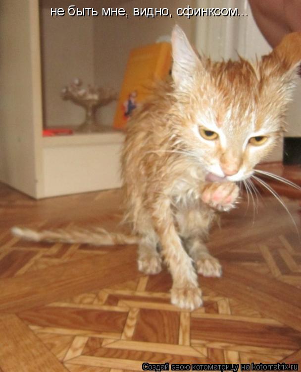 не быть мне, видно, сфинксом...... Котоматрица: не быть мне, видно, сфинксом...