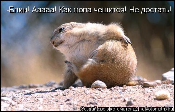 -Блин! Ааааа! Как жопа чешится! Не достать!... Котоматрица: -Блин! Ааааа! Как жопа чешится! Не достать!