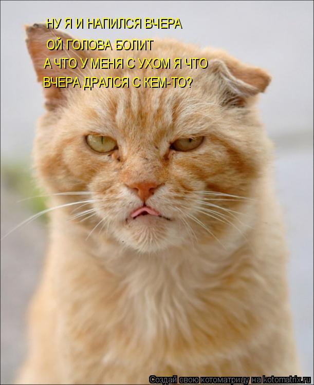 НУ Я И НАПИЛСЯ ВЧЕРА ОЙ ГОЛОВА БОЛИТ А ЧТО У МЕНЯ С УХОМ Я ЧТО ВЧЕРА ДРАЛСЯ С КЕМ-ТО?... Котоматрица: НУ Я И НАПИЛСЯ ВЧЕРА ОЙ ГОЛОВА БОЛИТ А ЧТО У МЕНЯ С УХОМ Я ЧТО ВЧЕРА ДРАЛСЯ С КЕМ-ТО?