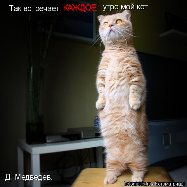 Так встречает КАЖДОЕ КАЖДОЕ утро мой кот Д. Медведев.... Котоматрица: Так встречает КАЖДОЕ КАЖДОЕ утро мой кот Д. Медведев.