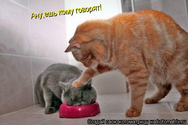 Котоматрица: Ану,ешь кому говорят!