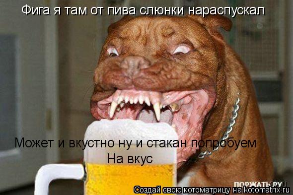 Котоматрица: Фига я там от пива слюнки нараспускал  Может и вкустно ну и стакан попробуем На вкус