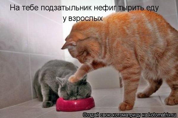 Котоматрица: На тебе подзатыльник нефиг тырить еду у взрослых