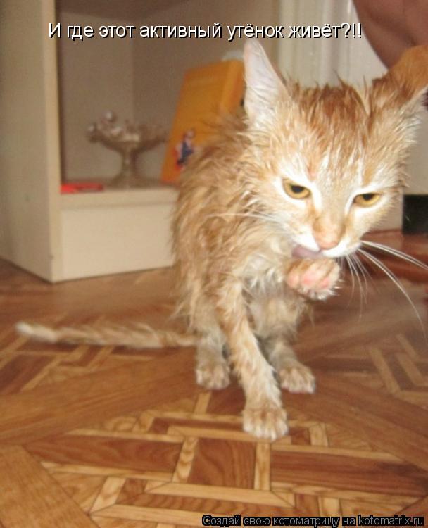 Котоматрица: И где этот активный утёнок живёт?!!